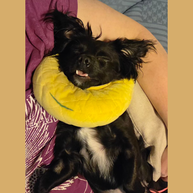 Photo of Roxy