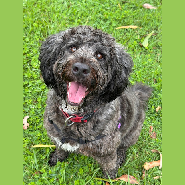 Photo of Pickles
