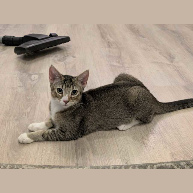 Photo of Blossom   In Foster Care In Glenroy