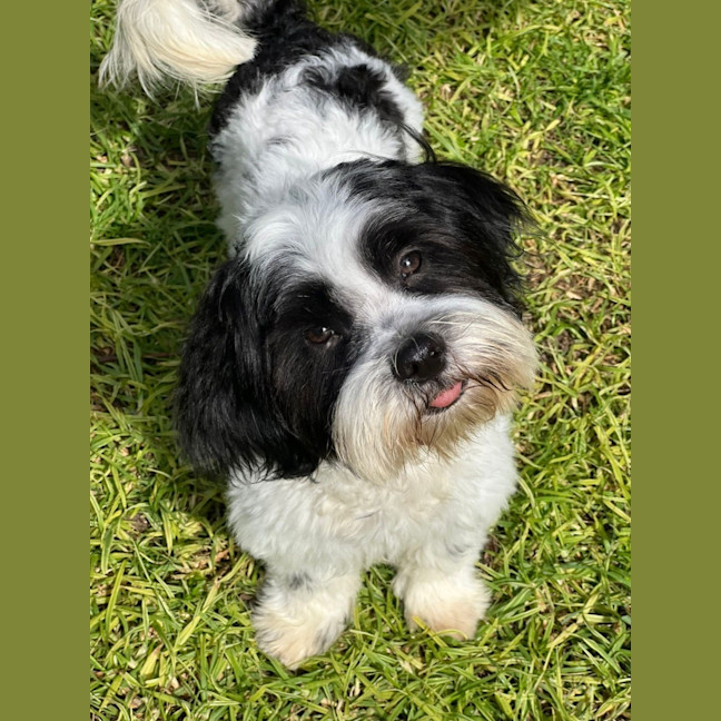 Photo of Herbie 