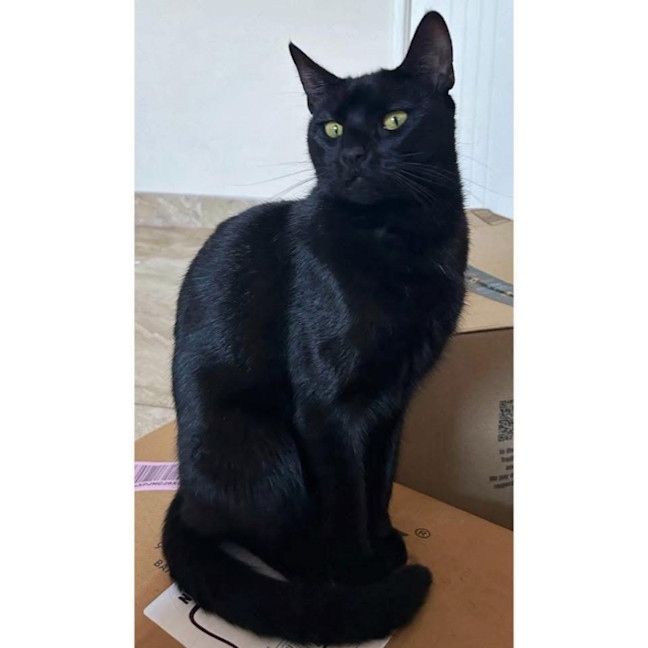 Photo of 11156   Rizzo