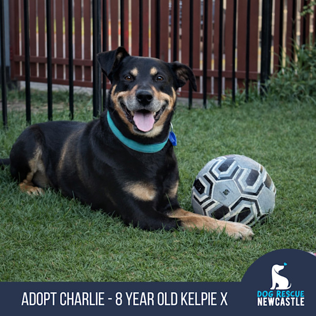 Photo of Charlie   8 Year Old Kelpie X
