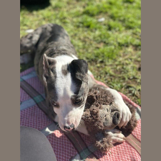 Photo of Ziggy