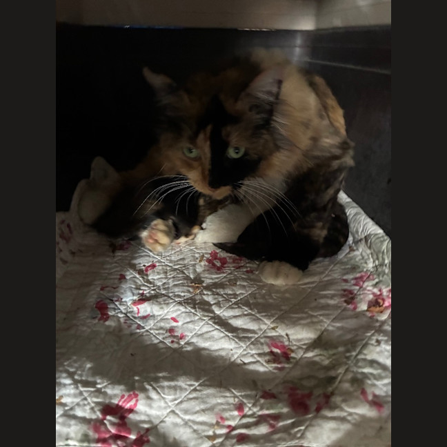 Photo of Isla