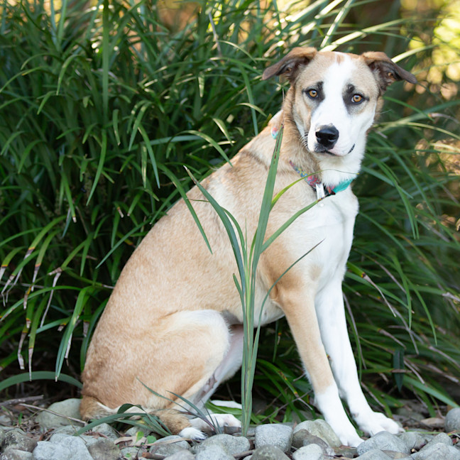 Photo of Lulu (Previously Zara)