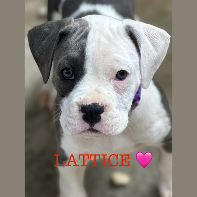 Photo of Indu Litter