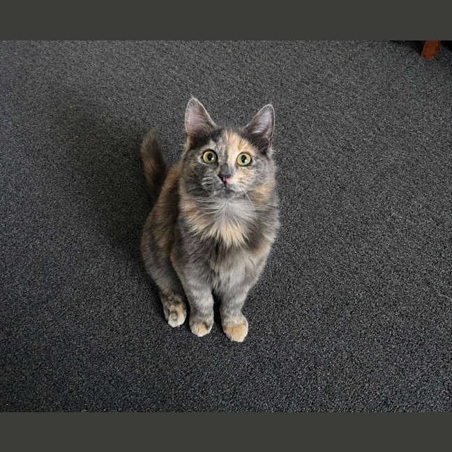 Photo of Star