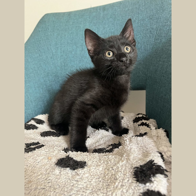 Photo of Tuumtum   Available 18/1