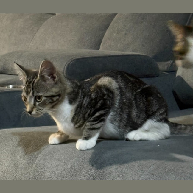 Photo of Roxy   Reduced Adoption Fee   $150