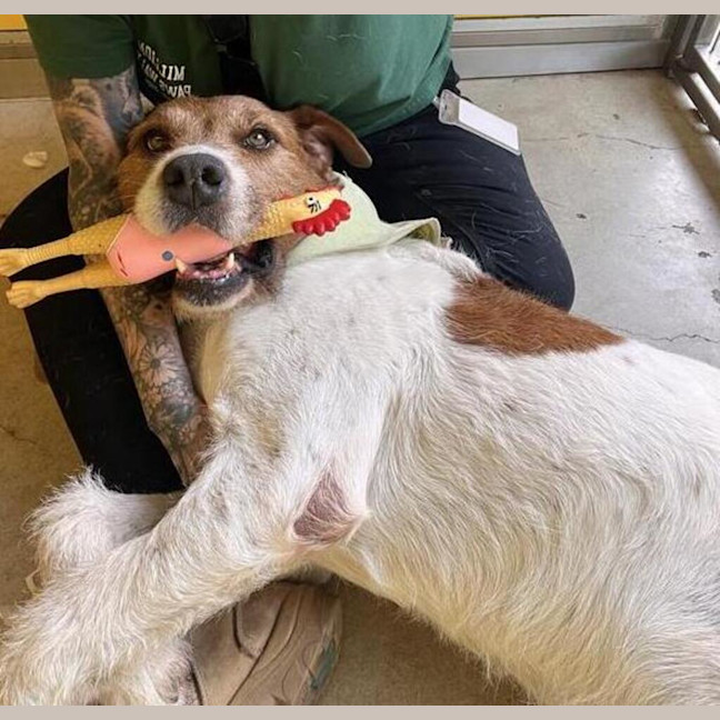 Photo of Butch