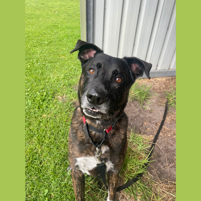 Photo of Rex