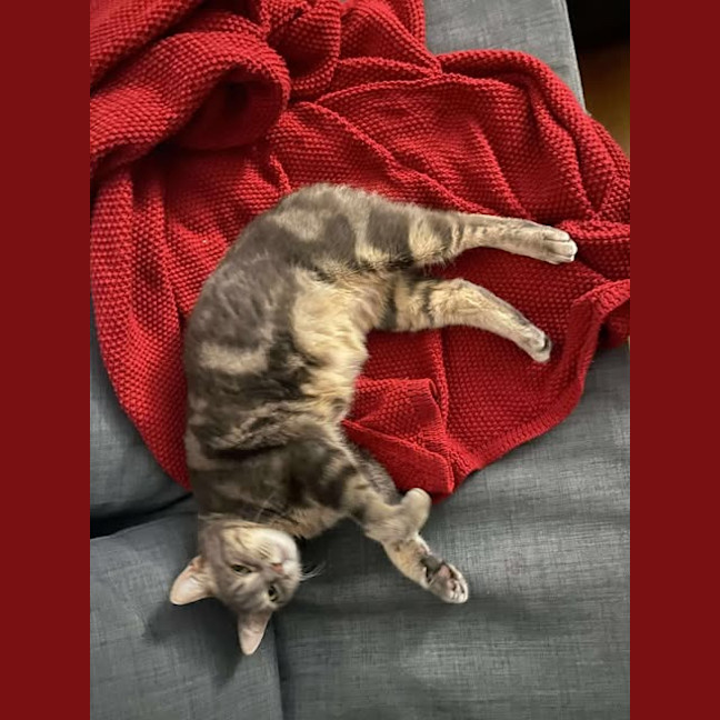 Photo of Gracie