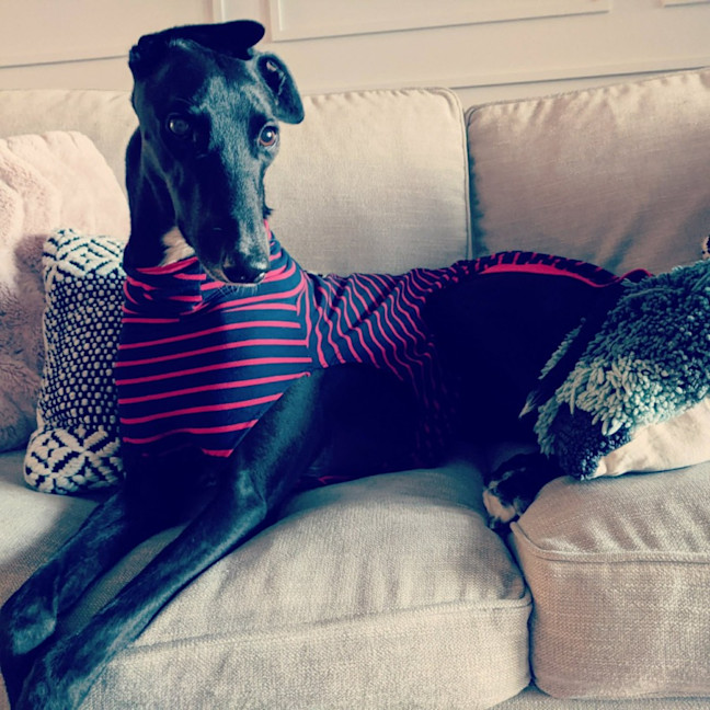 Photo of Cassie, The Greyhound