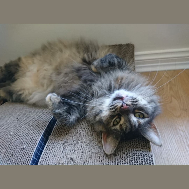 Photo of Fluffy