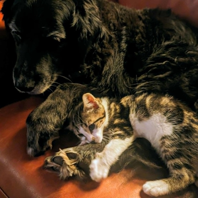 Photo of Ackee **2nd Chance Cat Rescue**