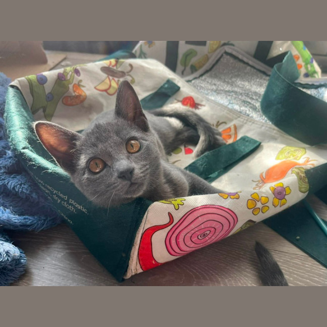 Photo of Penelope (Kitten)