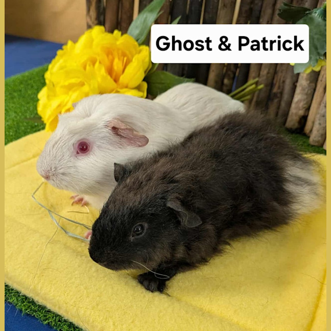 Photo of Ghost & Patrick
