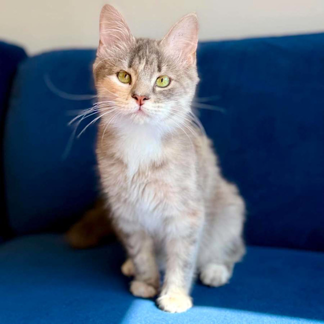 Photo of Dimity   In Foster Caer In Brunswick East