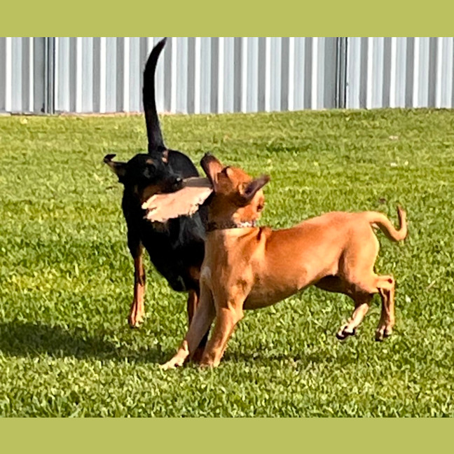 Photo of Josie   4 Month Old Mixed Breed