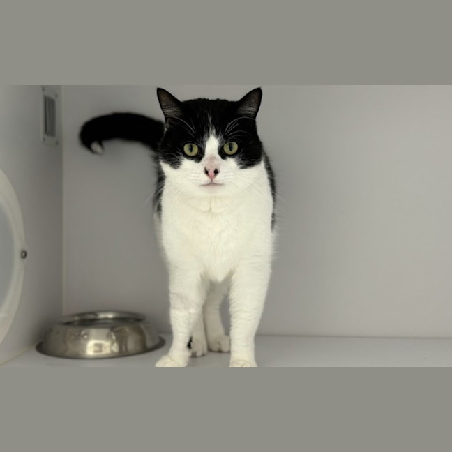 Photo of Wilbur