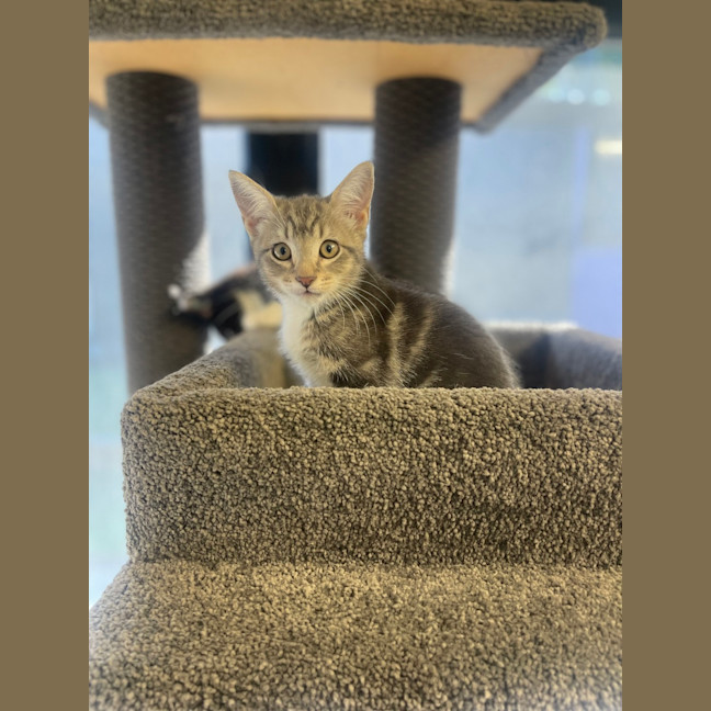Photo of Tulip