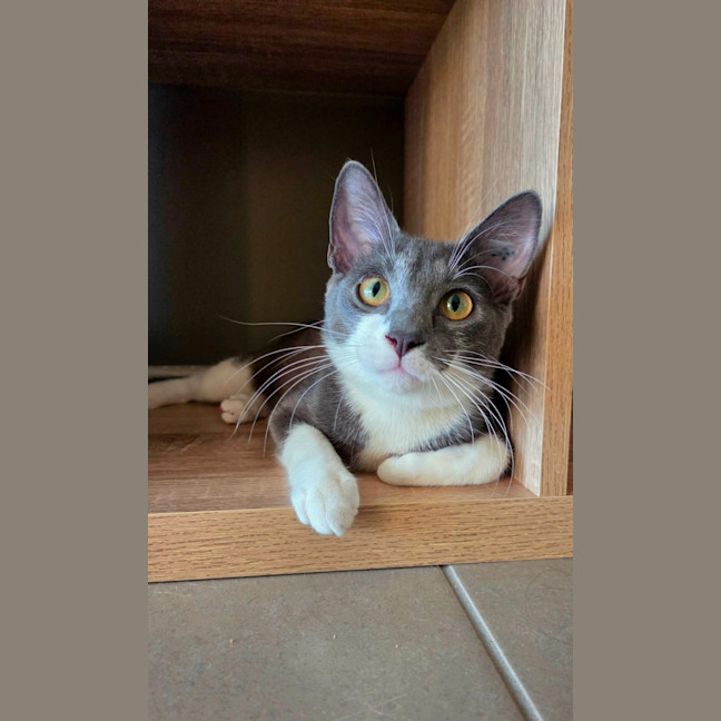 Photo of Mouse