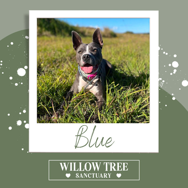 Photo of Blue