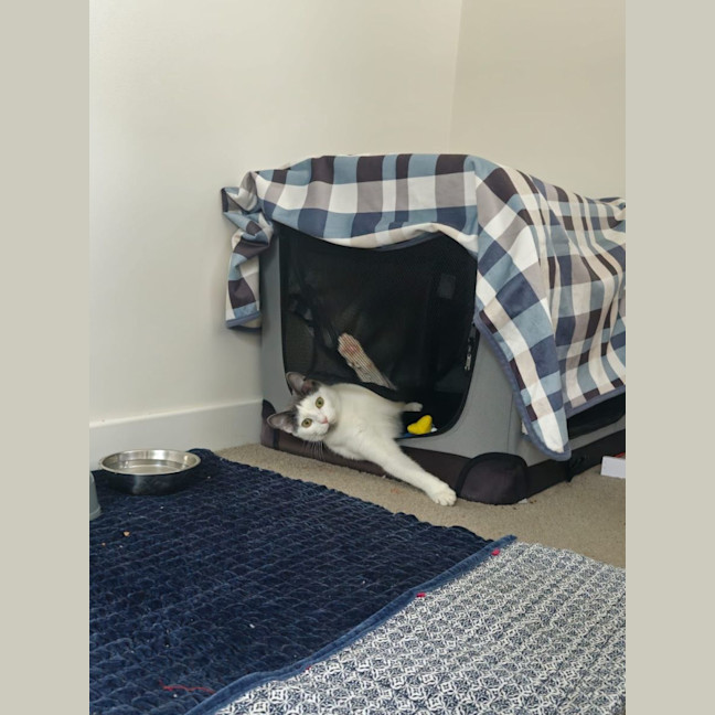 Photo of Fred  Reduced Adoption Fee