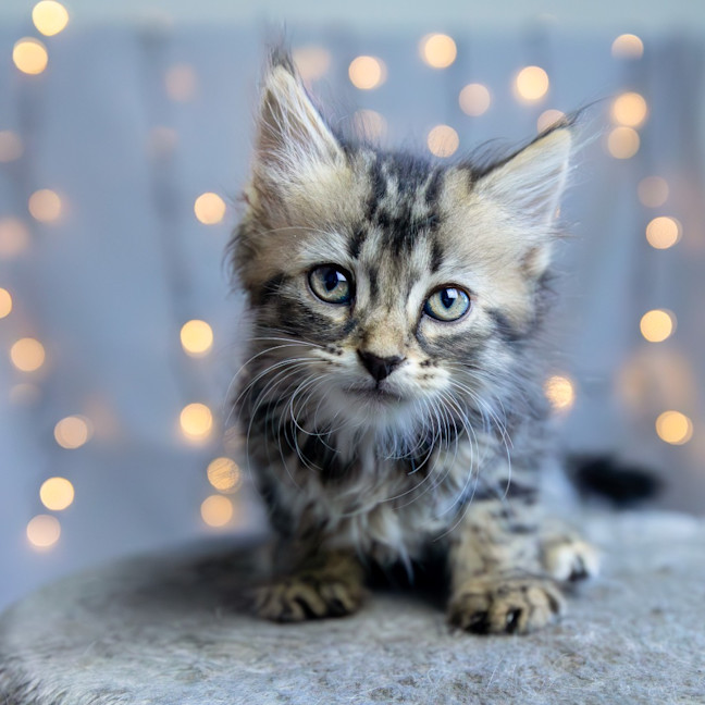 Photo of Zoey Moonlight