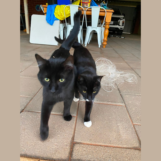 Photo of Benji & Tilly 