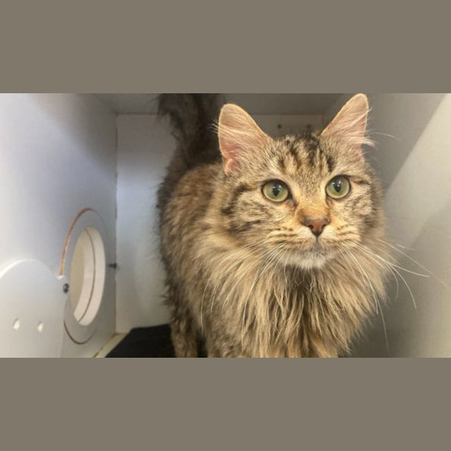 Photo of Megatron
