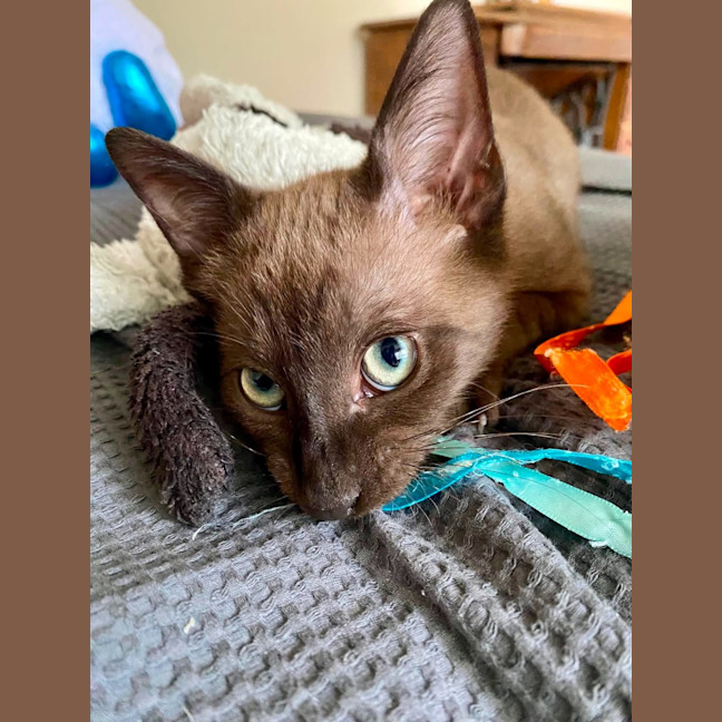 Photo of Twinkle   K28