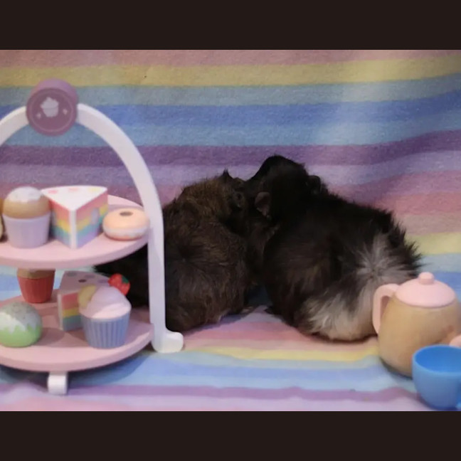 Photo of Violet & Edmund