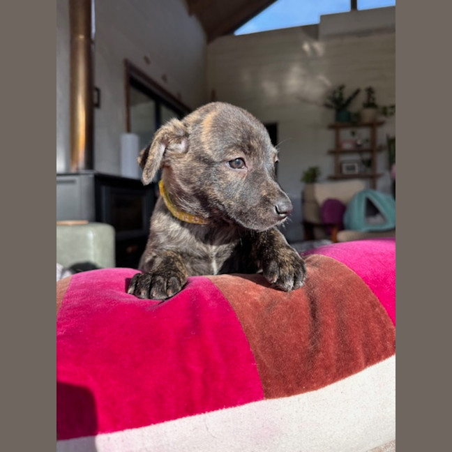 Photo of Clue