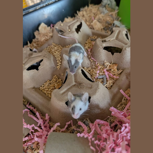 Photo of Possum / Gracie / Spot