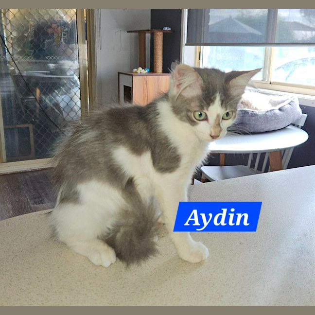Photo of Aydin**2nd Chance Cat Rescue**