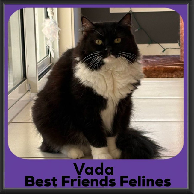 Photo of Vada 