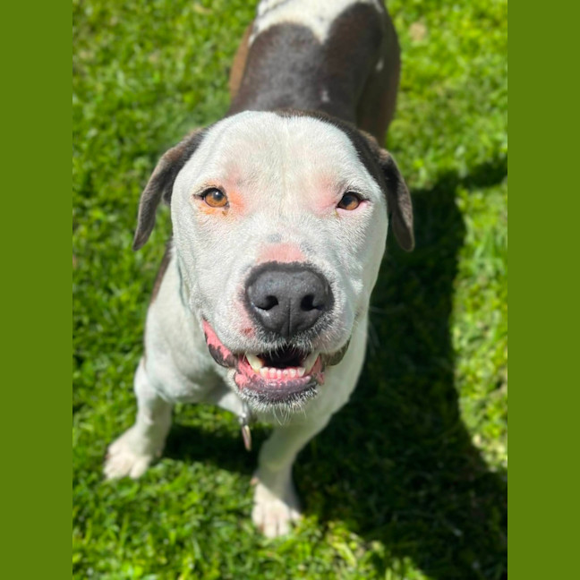 Photo of Louie