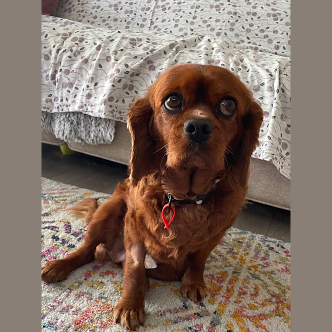 Photo of Lilly 