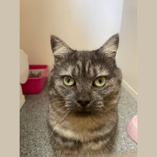 Photo of Merlin