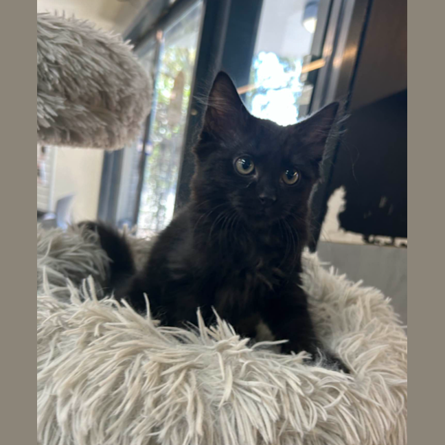 Photo of Wilbert The Wise