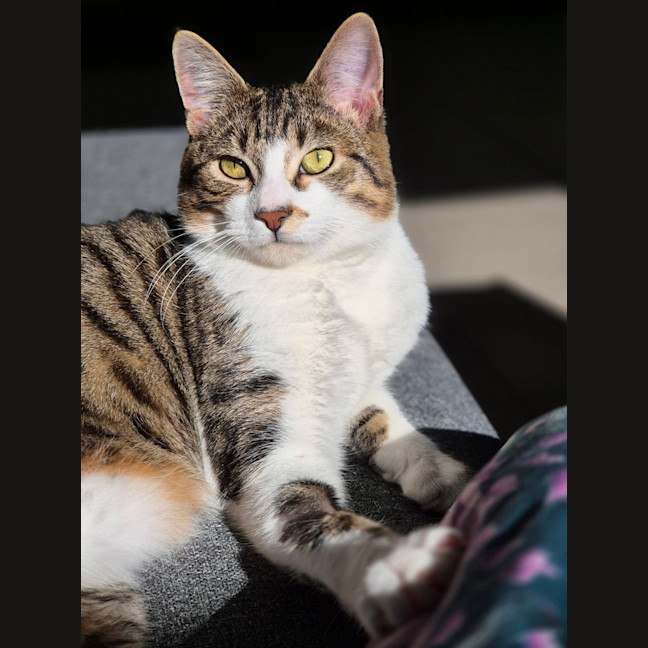 Photo of Flip