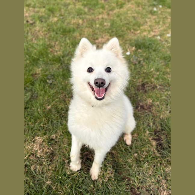 Photo of Pickles