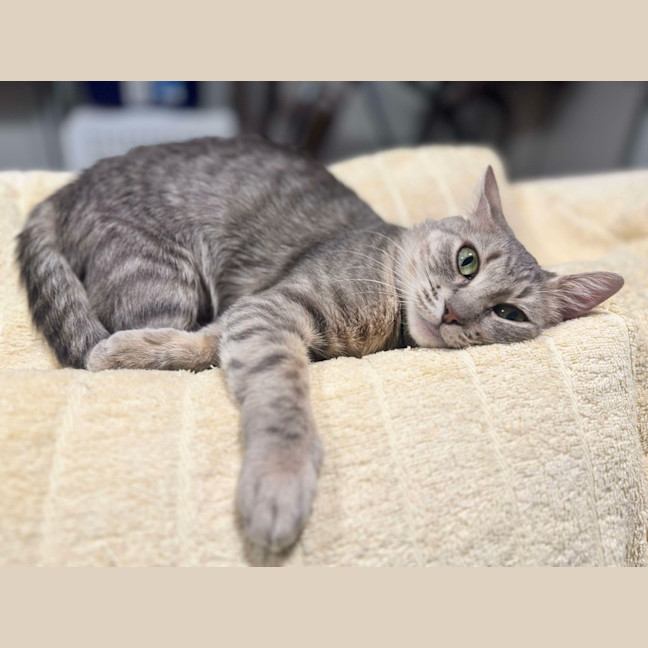 Photo of Nyitti
