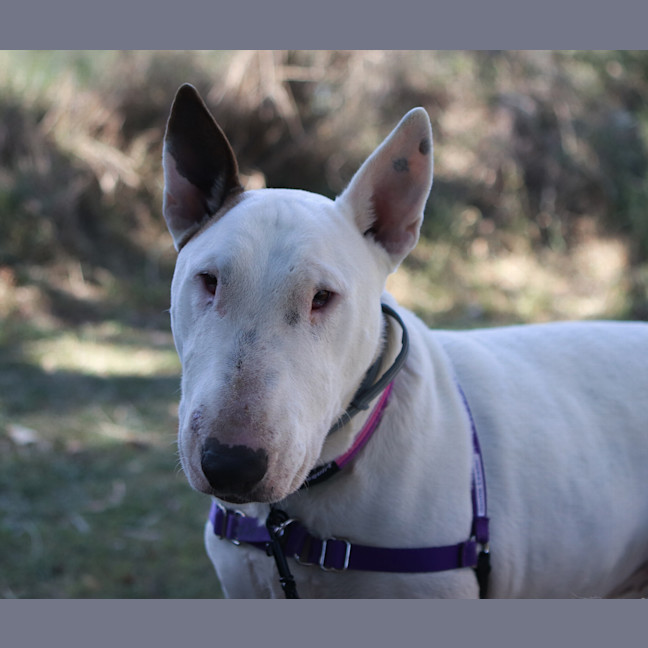 Photo of Rosie