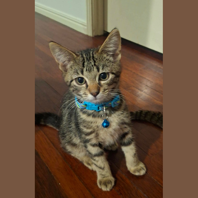 Photo of Nutmeg