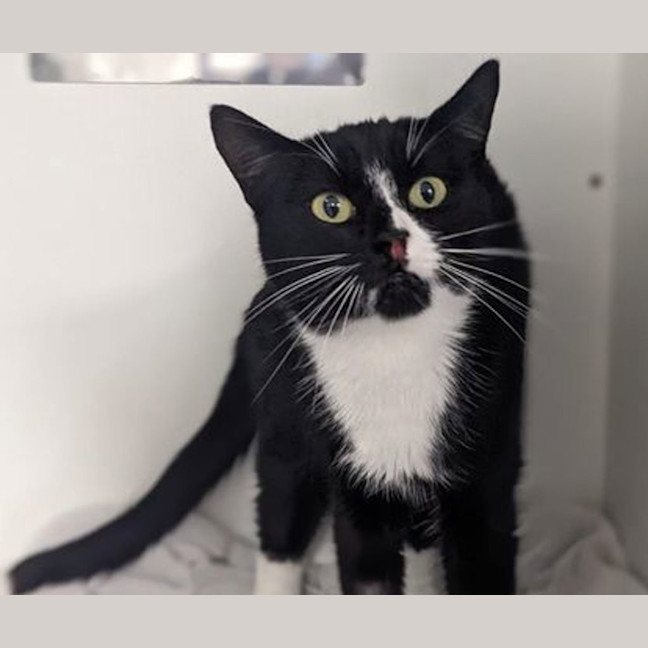 Photo of Luna