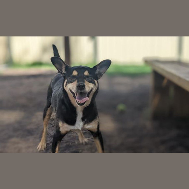 Photo of Pixie