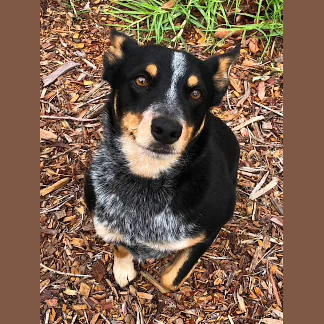 Photo of Patches 