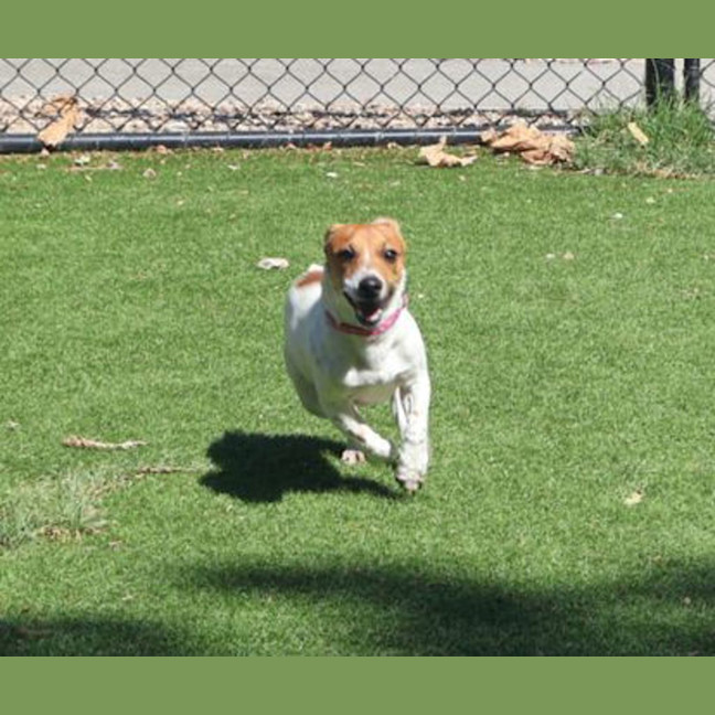 Photo of Cookie